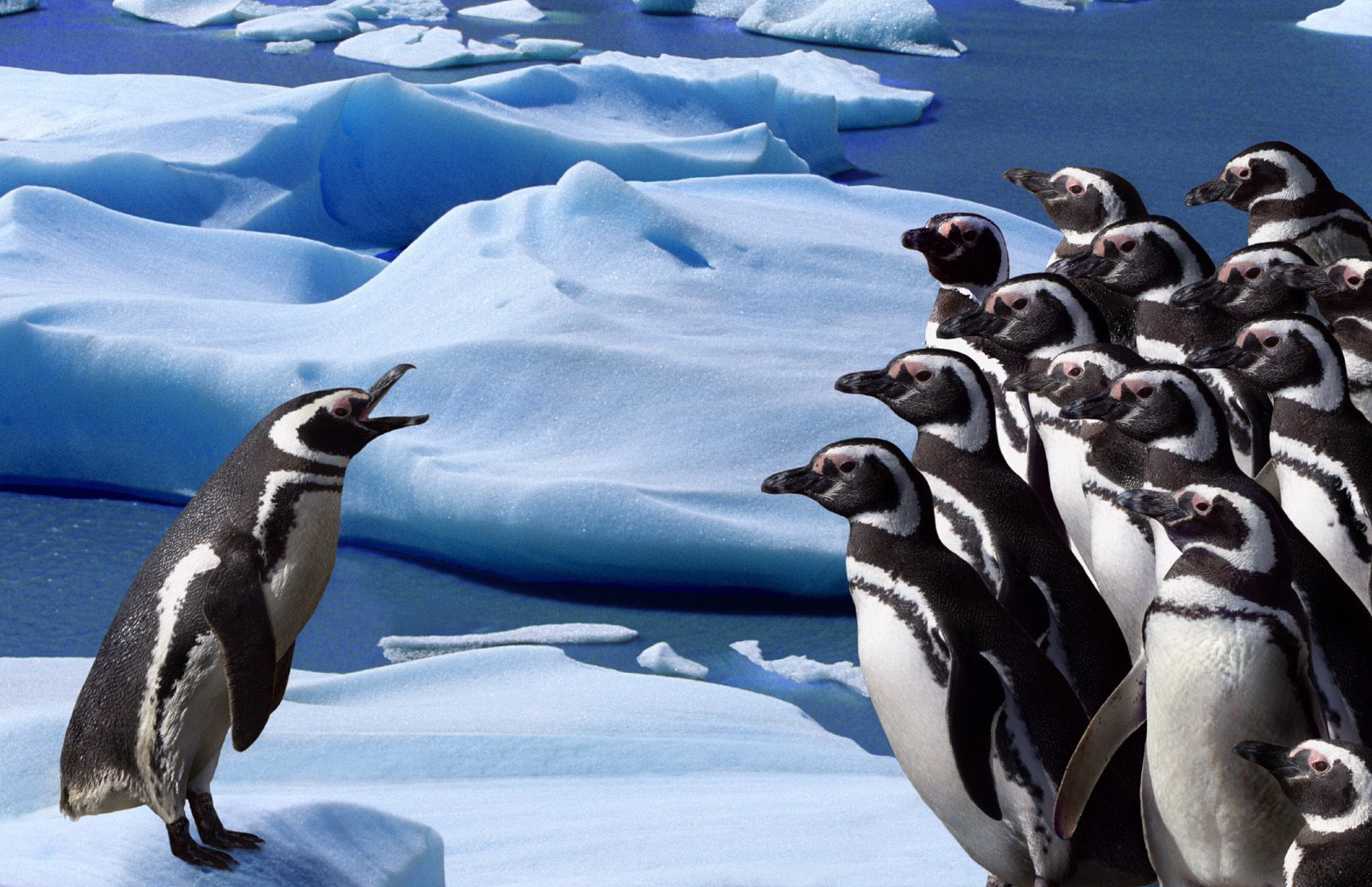 penguen01