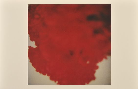 Cy Twombly / fotoğraf