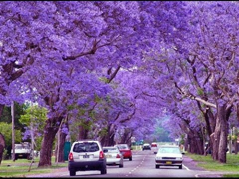 Dalat t